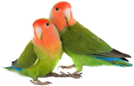 Lovebird Care Sheet: Food, Habitat & Health | Petco